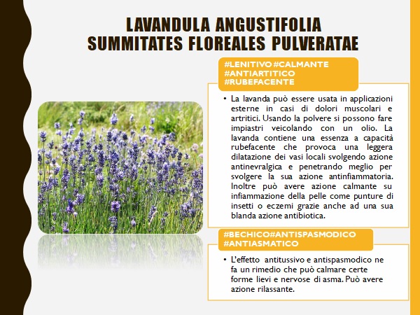 Lavanda pianta rilassante e antispasmodica utilissima nei casi di cervicale