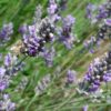 lavanda azione calmante e rilassante per un benessere emotivo